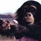 Image for article titled Chimp Cops Were the First Cops